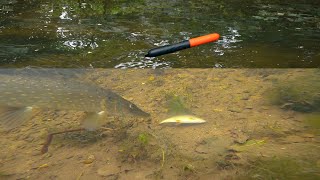 You MUST WATCH This Video If You Bait Fish For Pike [upl. by Drahser]