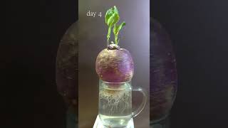 1 month Time lapse  turnip in water blooming [upl. by Gonagle]