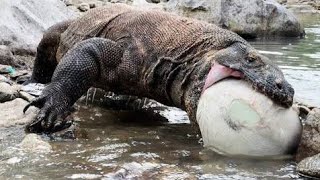 komodo dragon violently swallowing the silly 🐐🐐🐐🐐 [upl. by Pirri]