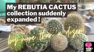 My Rebutia collection got a BIG BOOST  New cacti in the mail  cactus rebutia [upl. by Laynad]