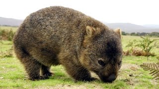 Вомбат  Wombat Энциклопедия животных [upl. by Nerro]