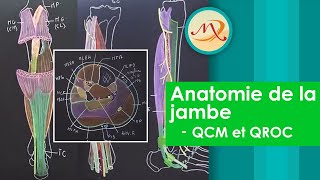 Anatomie de la Jambe QCM et QROC [upl. by Marten]