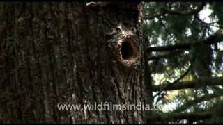 Himalayan Barbet nest hole [upl. by Eeldivad286]