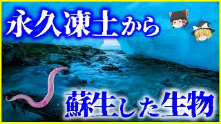 【ゆっくり解説】4万6000年前の未知の生物が休眠から覚めた…？シベリア永久凍土から出現した未知の生物とゾンビウイルスを解説 [upl. by Wynne]