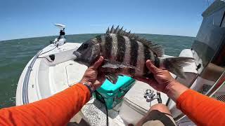 Catching sheepshead without fiddlers at the Charleston Jetties [upl. by Annasus]