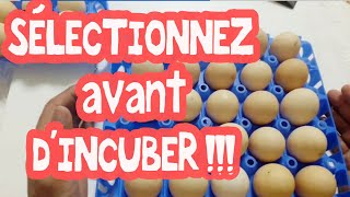 Avant lincubation comment sélectionner et nettoyer les oeufs [upl. by Aselehc]