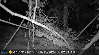 Game Camera Footage rat or mouse [upl. by Airpac]