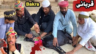 Qurbani Bakra  New Funny Video 2024 By Tuti Gull Official [upl. by Ydak]