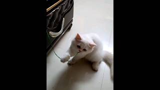 reels kittenish kittenoftheday babycat kittenvideos kittenplay persiancatvideos [upl. by Alacim]