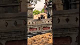 monkey funny videos monkeys life style in forest monkeys raja [upl. by Rehnberg]