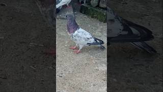 Kalofull kabootarytstudio pigeon bird kabutar kabootarbazi fancypigeon short kabutarlovarms [upl. by Minsat]