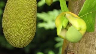 Plant Profile The Jackfruit [upl. by Sausa371]