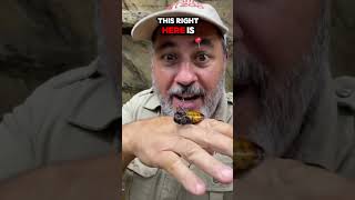 Bro think he’s Steve Irwin 🤮😂😂 deaf stitch funny signlanguage comedy [upl. by Gorski]