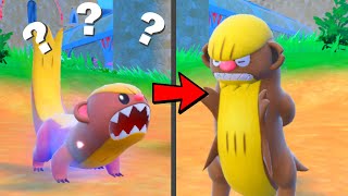 How To Find Yungoos and Evolve it to Gumshoos in Pokemon Scarlet amp Violet [upl. by Hanima]