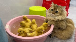 The cat carried the little duck into the swimming poolfunny cute🤣Cats also want to learn to swim [upl. by Ramon972]