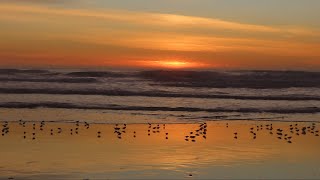 Sanderlings at sunset [upl. by Refitsirhc]