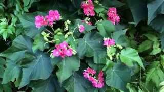 Dombeya wallichii Tropical Hydrangea Pinkball flower [upl. by Ojeillib930]