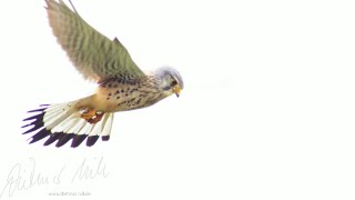 Turmfalke im Rüttelflug Kestrel hovering [upl. by Wolbrom]