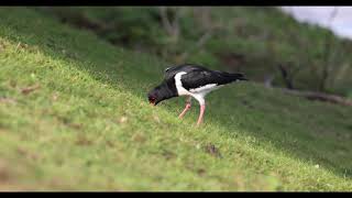 Oystercatcher quotHaematopus ostralegusquot [upl. by Anairt]