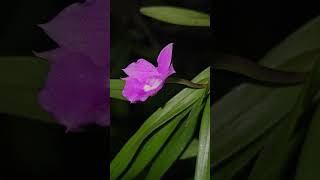 Dimerandra emarginata orchids orchidworld flowertypes nature flowers orchidgarden [upl. by Ninetta]