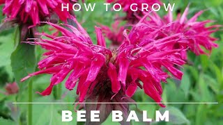 Bee Balm  Monarda Didyma  Complete Grow and Care Guide [upl. by Evelinn64]