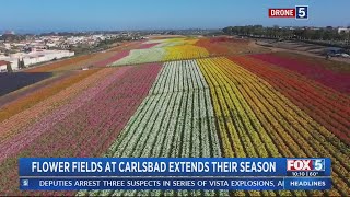 Flower Fields at Carlsbad Ranch Extended Through May 15 [upl. by Herta]