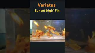 Variatus fish [upl. by Euphemiah651]