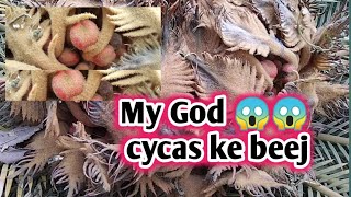 Cycas ke beej  Cycas palm tree  Vaaniplants  Care Of plants  Seeds collection [upl. by Asserrac]