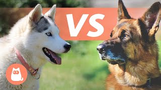 Huksy de Sibérie VS Berger Allemand 🐕 Lequel choisir [upl. by Notsag]