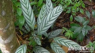 Ctenanthe setosa  Marantacinza Marantaceae [upl. by Adon]