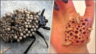 20 Insectos Más Aterradores Y Peligrosos Del Mundo [upl. by Kyred]