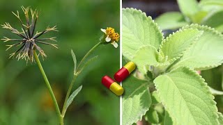 20 Plantas Medicinales Y Milagrosas Que Deberías Tener En Tu Hogar [upl. by Zingg]