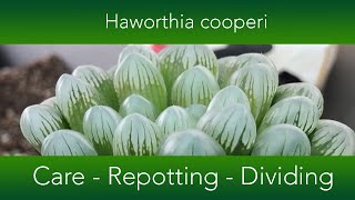 Haworthia cooperi  How to grow and repot the Window or Crystal Succulent [upl. by Tibbitts703]