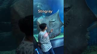 Ourkas and stingray shortssciencefacts [upl. by Anetta351]