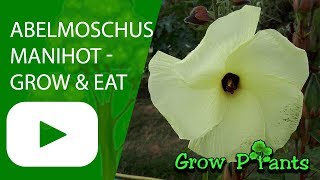 Abelmoschus manihot  grow care harvest amp eat Aibika [upl. by Bennie]