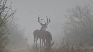 Mexico whitetails 2021 2022 [upl. by Sherrill678]