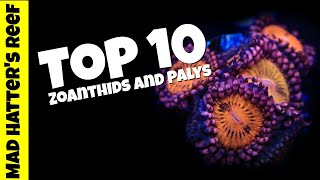 Top 10 Most Stunning Zoanthids and Palys [upl. by Perrie]