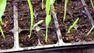 How to Grow Corn From Seed Started indoors [upl. by Ahseinek]