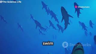 Interesting facts about Sharks  5 amazing facts about sharks  Sharks  The Science Life [upl. by Ttelracs89]