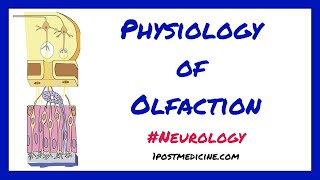 Physiology of Olfaction  Neurology [upl. by Yuu395]