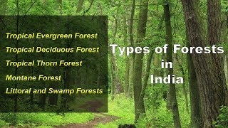 Types of Forests in India  Evergreen Deciduous Thorny Montane Littoral Swamp [upl. by Neirb]