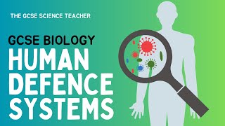 GCSE Biology Immune System  Nonspecific defence  AQA OCR Edexcel [upl. by Ibbob948]