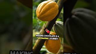 How is chocolate made chocolate coco knowthefatcz [upl. by Mackler]