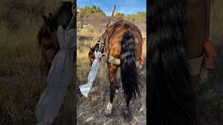 Our first load on the packsaddle We hiked up and fixed some fence mustang colorado horse [upl. by Aicilaf]