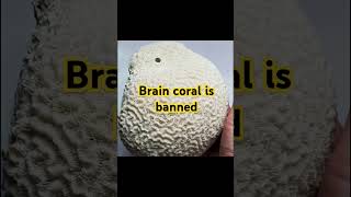 இதை Brain coral வைச்சிருந்தா நமக்கு ஜெயில் wildlife wildlifeconservation tamilfacts20 [upl. by Ailimat]