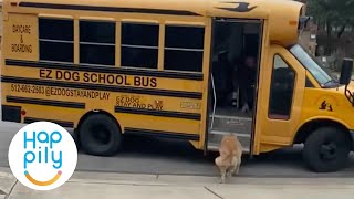 Dogs Love Taking School Bus To Doggy Day Care [upl. by Domonic]