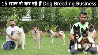 INDIA’s Best Japanese and American Akita Breeder  Samoyed  Manavs Akita Ranch [upl. by Pascia429]