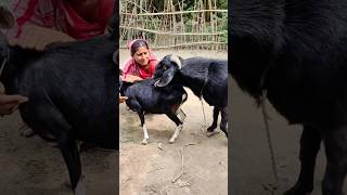 Goat Farming Business Idea। animal lover shortvideo shorts sortsvideo 2024 sorts ৫dec e২ [upl. by Aicert820]