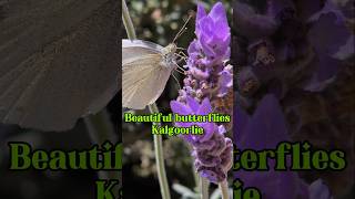 Beautiful Butterflies Kalgoorlie 🦋🦋🪻🪻 findinggspots butterflies [upl. by Pietra542]