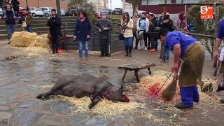 Matanza Típica de Guijuelo Jornada Institucional [upl. by Britta]